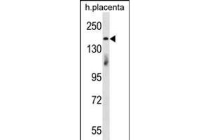 INTS1 Antibody (ABIN656190 and ABIN2845516) western blot analysis in human placenta tissue lysates (35 μg/lane). (INTS1 antibody  (N-Term))
