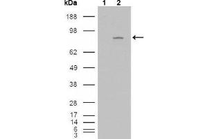 Western blot analysis using FGFR4 mouse mAb against HEK293T cells transfected with the pCMV6-ENTRY control (1) and pCMV6-ENTRY FGFR4 cDNA (2). (FGFR4 antibody)