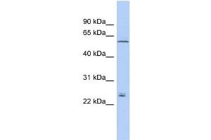 WB Suggested Anti-CLDN15 Antibody Titration:  0. (Claudin 15 antibody  (Middle Region))