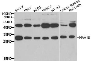 Western blot analysis of extracts of various cell lines, using NAA10 antibody. (NAA10 antibody)