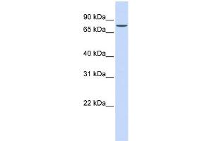 WB Suggested Anti-ASH2L Antibody Titration: 0.