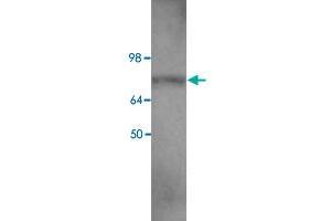 Western blot analysis of HEK293 cell lysate with EIF2C2 polyclonal antibody  at 1 : 400 dilution. (AGO2 antibody  (C-Term))