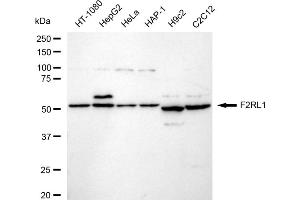 anti-Coagulation Factor II (thrombin) Receptor-Like 1 (F2RL1) antibody