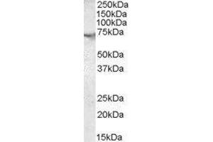 Western Blotting (WB) image for Acetylcholinesterase (AChE) peptide (ABIN370349) (Acetylcholinesterase (AChE) Peptide)