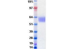 Western Blotting (WB) image for TYRO3 Protein Tyrosine Kinase (TYRO3) protein (DYKDDDDK-His Tag) (ABIN2734709)