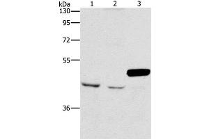 Western Blot analysis of A172 and K562 cell, Mouse pancreas tissue using ARMCX3 Polyclonal Antibody at dilution of 1:900 (ARMCX3 antibody)