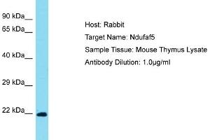 Host: Rabbit Target Name: Ndufaf5 Sample Type: Mouse Thymus lysates Antibody Dilution: 1. (C20orf7 antibody  (Middle Region))