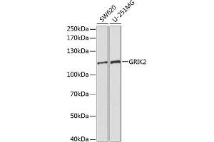 Western blot analysis of extracts of various cell lines, using GRIK2 antibody (ABIN3022674, ABIN3022675, ABIN3022676 and ABIN6219084) at 1:1000 dilution. (GRIK2 antibody  (AA 30-300))