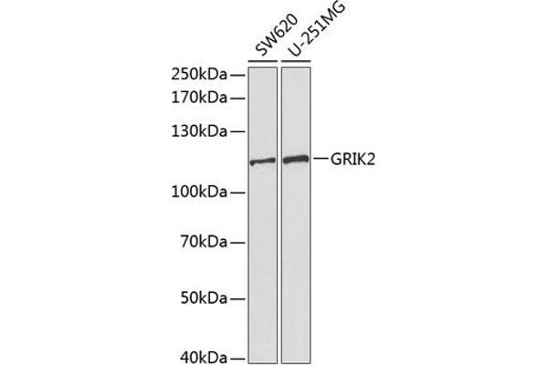 GRIK2 抗体  (AA 30-300)