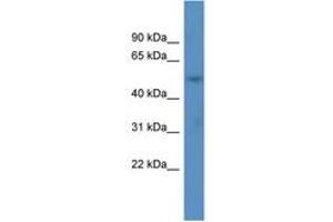 Image no. 1 for anti-Acyl-CoA Thioesterase 9 (Acot9) (AA 23-72) antibody (ABIN6746916) (ACOT9 antibody  (AA 23-72))