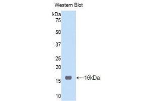 Western Blotting (WB) image for anti-Tumor Necrosis Factor Receptor Superfamily, Member 19 (TNFRSF19) (AA 41-161) antibody (ABIN1176207)