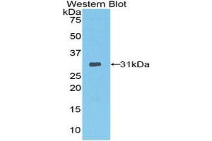 Western blot analysis of the recombinant protein. (Neurotrypsin antibody  (AA 153-399))