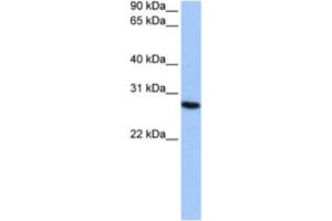 Western Blotting (WB) image for anti-Proteasome Subunit alpha 6 (PSMA6) antibody (ABIN2462130) (PSMA6 antibody)