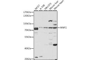Western blot analysis of extracts of various cell lines, using MMP2 antibody (ABIN6129300, ABIN6143910, ABIN6143912 and ABIN6215078) at 1:3000 dilution. (MMP2 antibody  (AA 40-280))