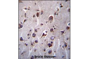 TM55B Antibody (C-term) (ABIN657095 and ABIN2846253) immunohistochemistry analysis in formalin fixed and paraffin embedded human brain tissue followed by peroxidase conjugation of the secondary antibody and DAB staining. (TMEM55B antibody  (C-Term))