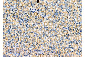 ABIN6259594 and ABIN6274739 at 1/100 staining Mouse kidney tissue by IHC-P. (MRPL35 antibody  (Internal Region))