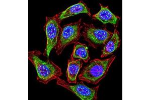 Immunofluorescence analysis of Hela cells using KMT2C mouse mAb (green). (MLL3 antibody  (AA 1-205))