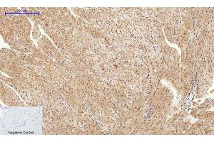 Immunohistochemical analysis of paraffin-embedded mouse heart tissue. (Connexin 43/GJA1 antibody  (AA 310-390))