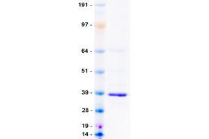 Validation with Western Blot (MCU Protein (Myc-DYKDDDDK Tag))