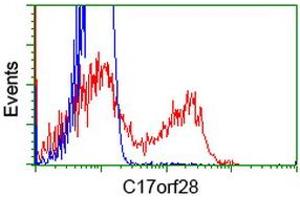 HEK293T cells transfected with either RC206740 overexpress plasmid (Red) or empty vector control plasmid (Blue) were immunostained by anti-C17orf28 antibody (ABIN2452865), and then analyzed by flow cytometry. (HID1/DMC1 antibody)