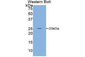 Western Blotting (WB) image for anti-Sprouty Homolog 3 (SPRY3) (AA 88-281) antibody (ABIN1860626) (SPRY3 antibody  (AA 88-281))