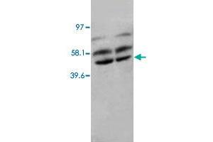Western Blot analysis of PPP2CA expression from rat kidney tissue lyate with PPP2CA polyclonal antibody . (PPP2CA antibody  (N-Term))
