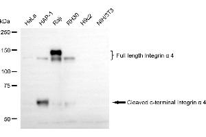 Western blotting analysis using integrin α4 antibody (ABIN7800942). (Recombinant ITGA4 antibody)