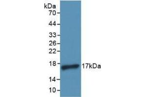 Western blot analysis of recombinant Human IL4. (IL-4 antibody)