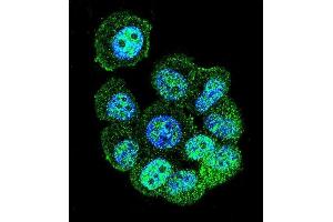 Confocal immunofluorescent analysis of RACG Antibody (N-term) 1461a with MCF-7 cell followed by Alexa Fluor 488-conjugated goat anti-rabbit lgG (green). (RACGAP1 antibody  (N-Term))