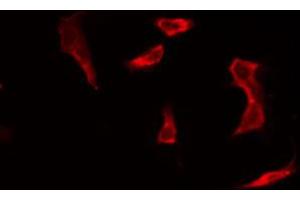 ABIN6269248 staining 293 by IF/ICC. (STAT5A antibody  (C-Term))