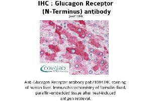 Image no. 1 for anti-Glucagon Receptor (GCGR) (Extracellular Domain), (N-Term) antibody (ABIN1734755) (Glucagon Receptor antibody  (Extracellular Domain, N-Term))