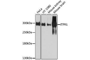 Western blot analysis of extracts of various cell lines, using ITPR1 antibody. (ITPR1 antibody  (AA 1850-1950))