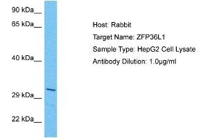 Host: Rabbit Target Name: ZFP36L1 Sample Tissue: Human HepG2 Whole Cell Antibody Dilution: 1ug/ml (ZFP36L1 antibody  (N-Term))