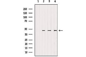 Western blot analysis of extracts from various samples, using MEK2 Antibody. (MEK2 antibody  (C-Term))