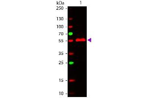 Western Blot of ATTO 647N conjugated Goat anti-Mouse IgG3 (gamma 3 chain) Pre-adsorbed secondary antibody.
