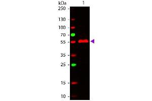 Western Blot of ATTO 647N conjugated Goat anti-Mouse IgG3 (gamma 3 chain) Pre-adsorbed secondary antibody. (Goat anti-Mouse IgG3 (Heavy Chain) Antibody (Atto 647N) - Preadsorbed)