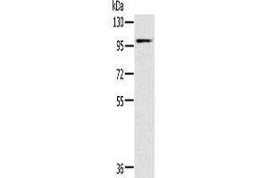 Western Blotting (WB) image for anti-Potassium Voltage-Gated Channel, KQT-Like Subfamily, Member 5 (KCNQ5) antibody (ABIN2430351)