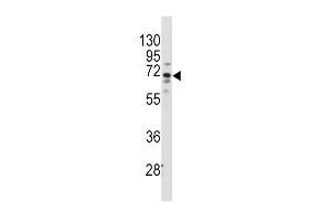 Western blot analysis of anti-FZD1 Antibody (center) (ABIN389236 and ABIN2839386) in Hela cell line lysates (35 μg/lane). (FZD1 antibody  (AA 367-396))