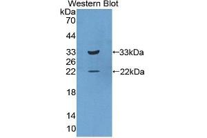 Western Blotting (WB) image for anti-Interleukin 20 Receptor beta (IL20RB) (AA 37-290) antibody (ABIN1859401) (IL20RB antibody  (AA 37-290))