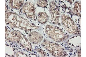 Immunohistochemical staining of paraffin-embedded Human Kidney tissue using anti-RAMP2 mouse monoclonal antibody. (RAMP2 antibody)