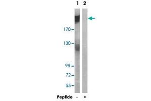 Western blot analysis of extracts from A-549 cells, using ARFGEF2 polyclonal antibody .