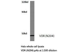 Western blot (WB) analysis of VDR antibody in extracts from Hela cells. (Vitamin D Receptor antibody)