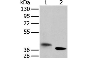 Western blot analysis of A172 cell and mouse kidney tissue using LRRC19 Polyclonal Antibody at dilution of 1:450 (LRRC19 antibody)