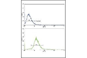 Flow cytometric analysis of NCI- cells using VTN Antibody (C-term)(bottom histogram) compared to a negative control cell (top histogram). (Vitronectin antibody  (C-Term))