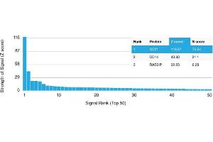 Analysis of Protein Array containing more than 19,000 full-length human proteins using CD21 Mouse Monoclonal Antibody (CR2/1952) Z- and S- Score: The Z-score represents the strength of a signal that a monoclonal antibody (MAb) (in combination with a fluorescently-tagged anti-IgG secondary antibody) produces when binding to a particular protein on the HuProtTM array. (CD21 antibody  (AA 44-196))