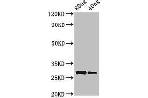 Western Blot Positive WB detected in Recombinant protein All lanes: PRL antibody at 2. (Prolactin antibody  (AA 31-229))