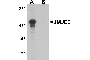 Western blot analysis of JMJD3 in K562 cell lysate with JMJD3 antibody at 0.