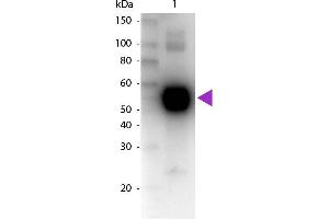 Western Blot of Biotin Conjugated Goat Anti-Rat IgA (Alpha chain) Secondary Antibody. (Goat anti-Rat IgA (Heavy Chain) Antibody (Biotin) - Preadsorbed)
