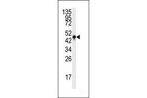 Western blot analysis of anti-NSE Antibody  (ABIN389271 and ABIN2839404) in Y79 cell line lysates (35 μg/lane). (ENO2/NSE antibody  (AA 213-239))