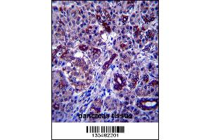 PPP1R3F Antibody immunohistochemistry analysis in formalin fixed and paraffin embedded human pancreas tissue followed by peroxidase conjugation of the secondary antibody and DAB staining. (PPP1R3F antibody  (C-Term))